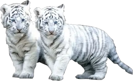  Download White Tiger Png File Baby White Tiger White Tiger Png