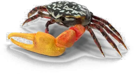  Download Crab Free Png Image American Lobster Crab Transparent Background