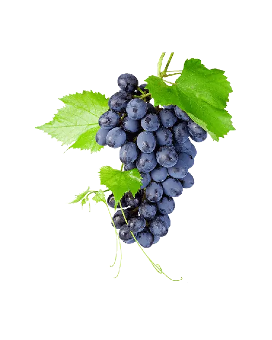  Download Black Grapes Png High Quality Image Grapes On Png Transparent Background Grapes Png Grapes Png