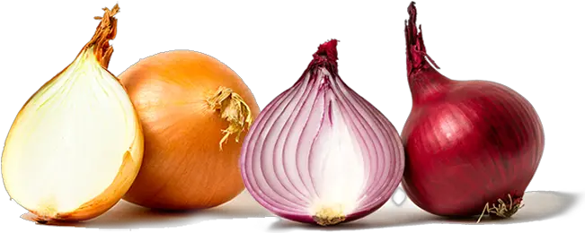  Reflections Benjamin Partridge Medium Onion Red And White Png Onion Png