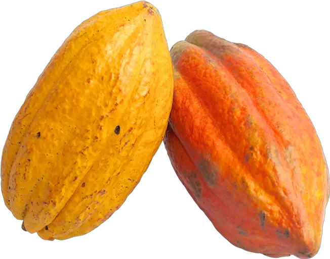  Cacao Png Cacao Png Cocoa Fruit Png 3565200 Vippng Cocoa Fruit Png Cocoa Png