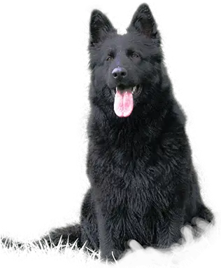  Home Black German Shepherd Chow Mix Png German Shepherd Transparent