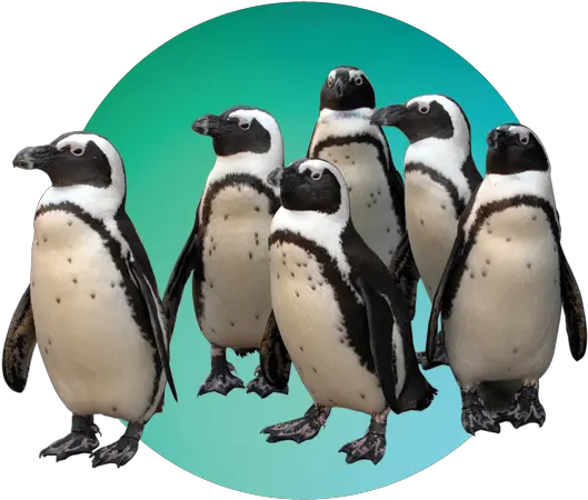  Download Penguinspngtransparentimagestransparent Maryland Zoo In Baltimore Baltimore Png Penguin Transparent Background