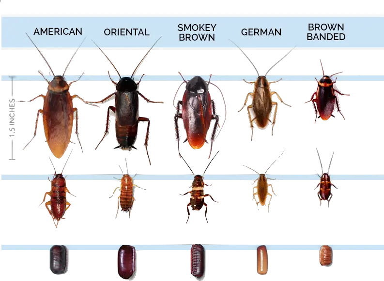  Roach Infestation Palmetto Bug Vs Cockroach Png Cockroach Transparent