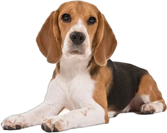  Beagle Dog Puppy Png Clipart Beagle Dog Puppy Clipart Png