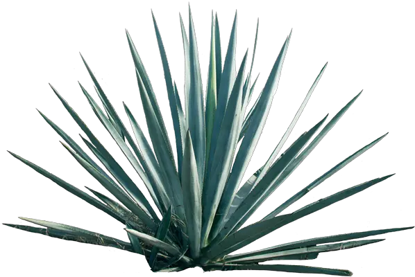  Agave Png Transparent Planta De Agave Png Agave Png