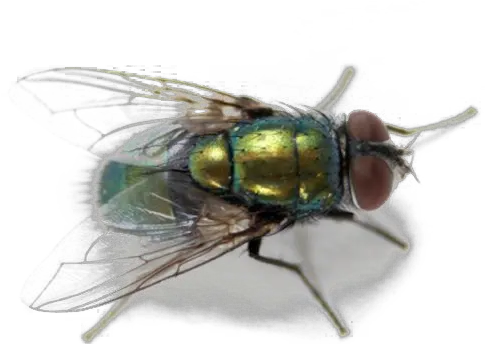  Green Fly Png Hd Quality Fly Control Fly Png