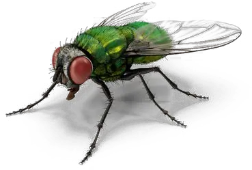  Fly Png Images Transparent Background Green Fly Png Fly Png