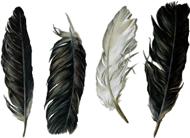  Feathers Png Image Black And White Feathers Png Black Feather Png