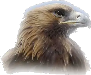  Download Eagle Head Png Clipart Golden Eagle Eagle Head Png