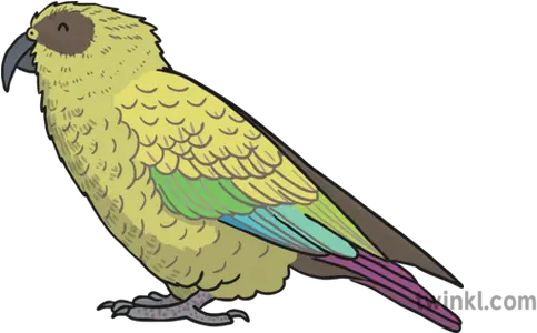  Kea Bird Illustration Twinkl Budgie Png Bird Transparent