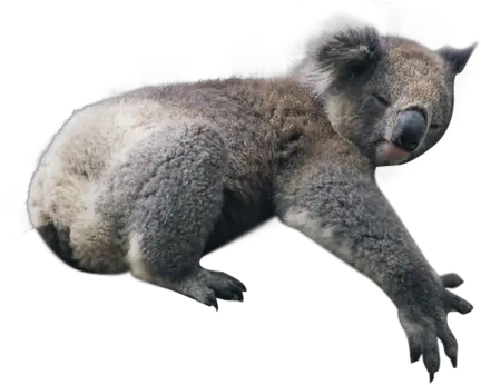  Png Image With Transparent Background Koala Png Koala Transparent