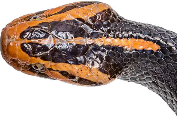  Parkinson Lab Research Snake Clemson Serpent Png Snake Scales Png