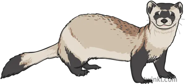  Black Footed Ferret 1 Illustration Weasel Png Ferret Png