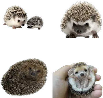  Hedgehogs Transparent Png Images Stickpng Hedgehog Transparent Background Hedgehog Transparent Background