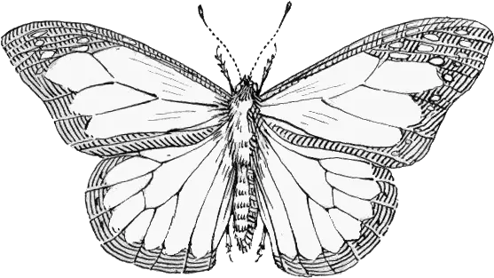  Butterfly Bottom Psf Transparent Black And White Butterfly Png Butterfly Transparent