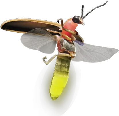  Firefly Logo Png Insects Firefly Png