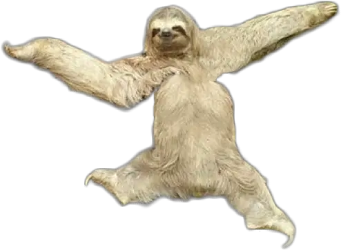  Download Sloth Png Transparent Images Sloth Sloth Png