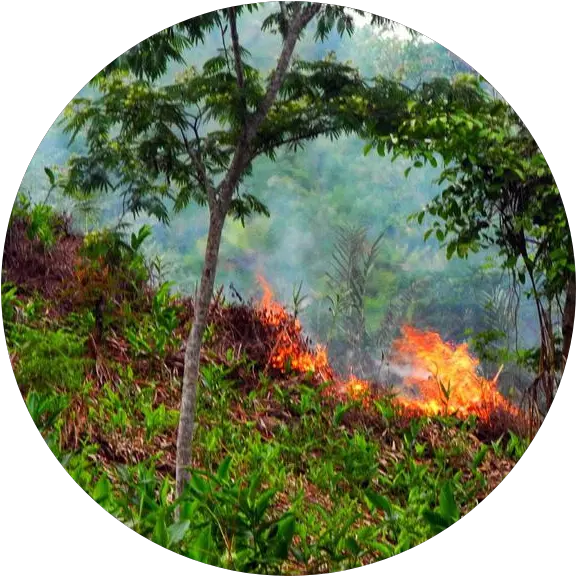  About Green Again Madagascar Woodland Png Flame Circle Png