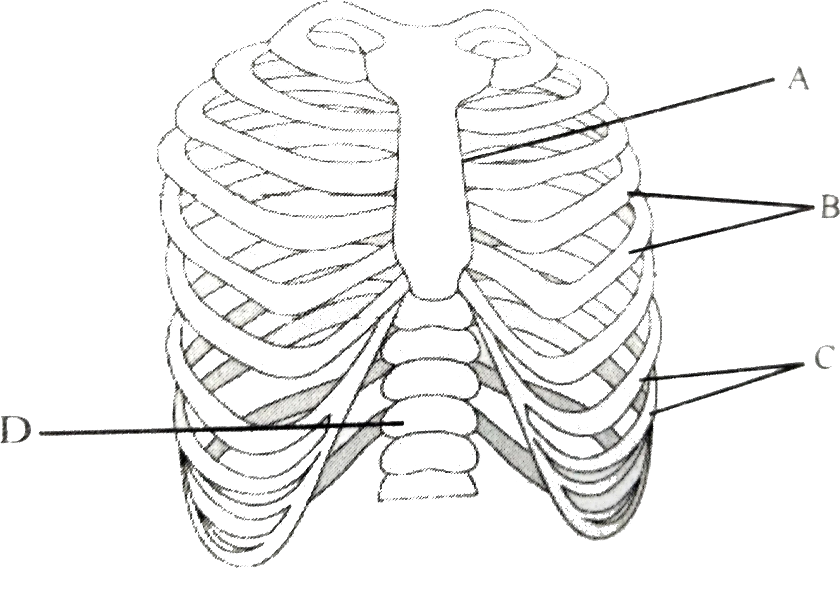  The Figure Shows Ribs And Rib Cage Labelled With Abc D Line Art Png Rib Cage Png