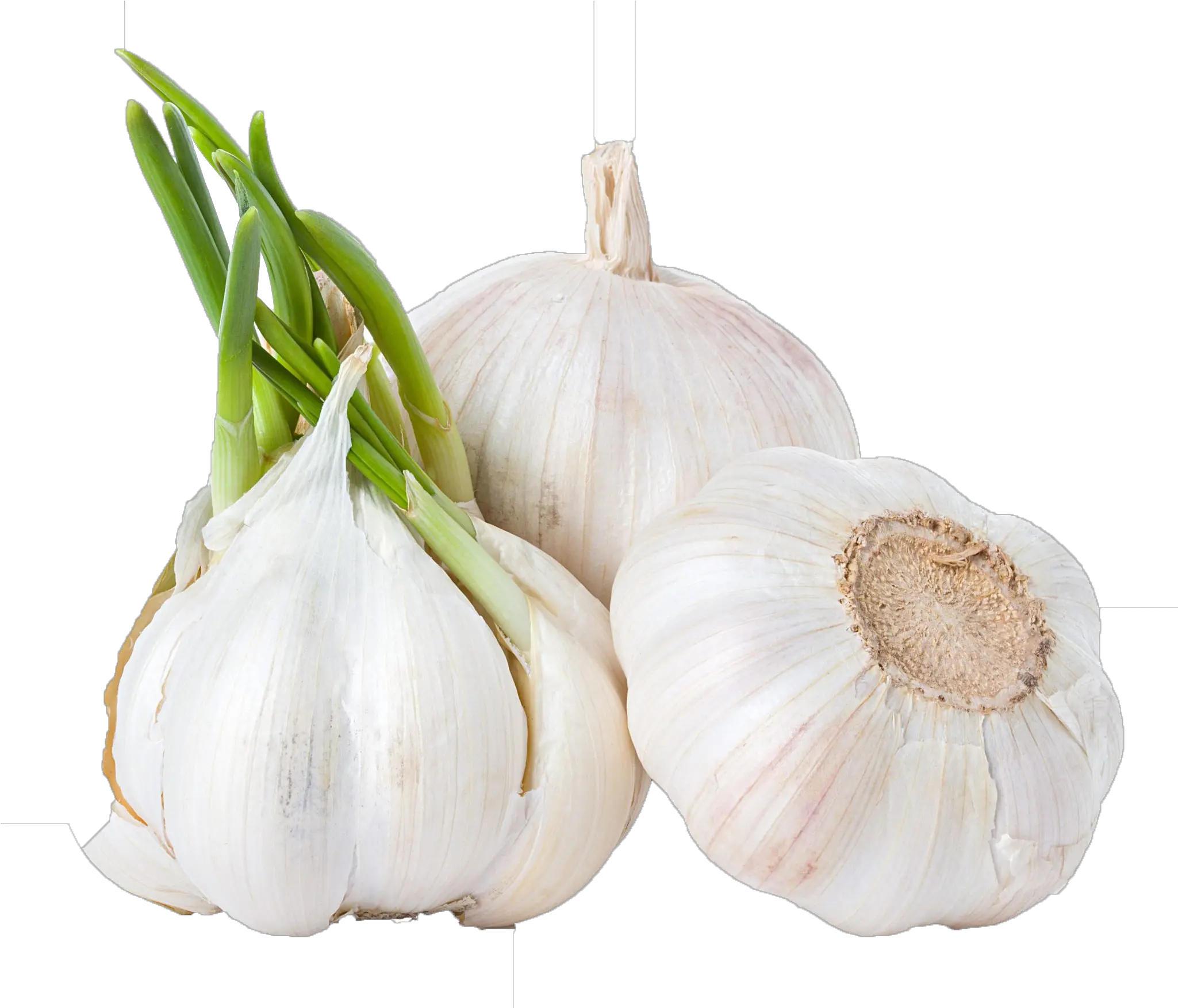  Download Garlic Png Background Clipart Transparent