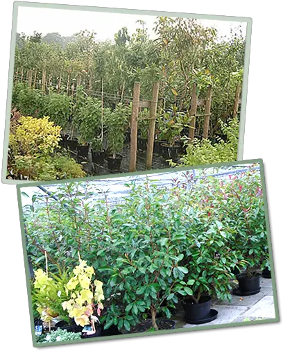  Sandy Lane Nurseries And Garden Centre Yard Png Shrubs Png