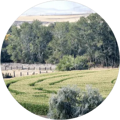  Echo Corn Maze Pumpkin Patch Field Png Corn Field Png