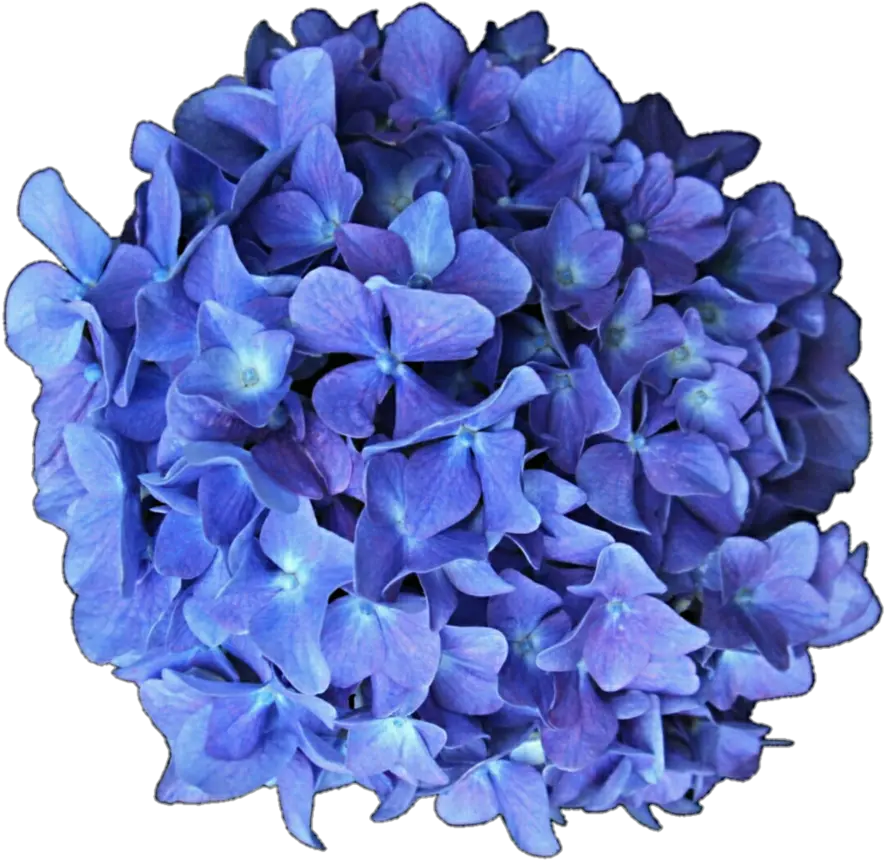  904x883 P Hydrangea Png Hydrangea Png