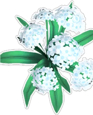  White Hydrangea Hydrangea Png Hydrangea Png