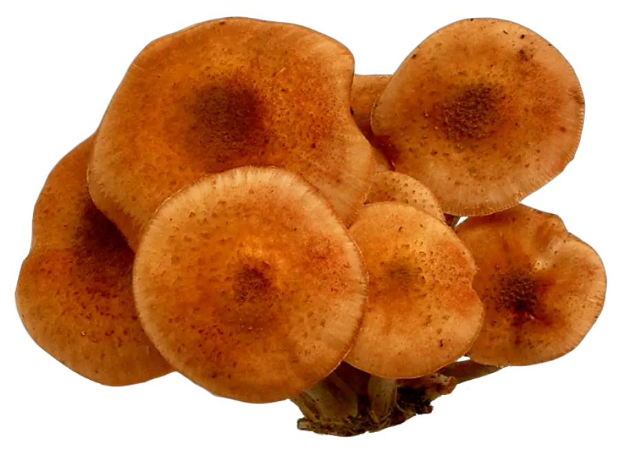  Mushroom Png Images Pngpix Mushroom Mushroom Png