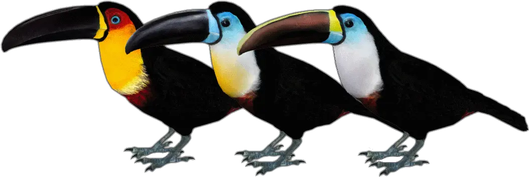  Download Hd Channel Billed Toucan Zt2 Toucan Transparent Channel Billed Toucan Png Toucan Png