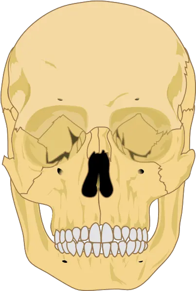  Human Skull Clip Art Vector Clip Art Online Human Skull Diagram Blank Png Human Skull Png