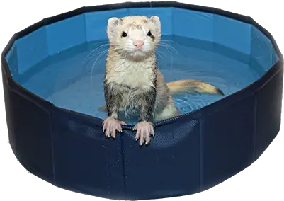  Ferret Swimming Pool Sea Otter Png Ferret Png