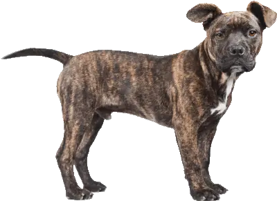  Pit Pitbull Sticker Pit Pitbull Pitlove Discover U0026 Share Filhotes Dog Americano Cachorro Png Pit Bull Icon