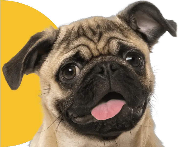  Veterinarian Fort Myers Cape Coral Lehigh Acres Cypress Pug Png Puppy Live Wallpaper Icon