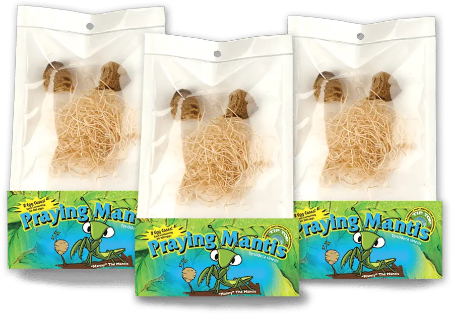  Live Praying Mantis Egg Cases Garden Protector California Mantis Eggs Png Praying Mantis Png