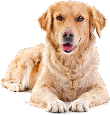  Download Golden Sitting Pet Dog Cat Hair Puppy Clipart Png Golden Retriever Transparent Background Puppy Clipart Png