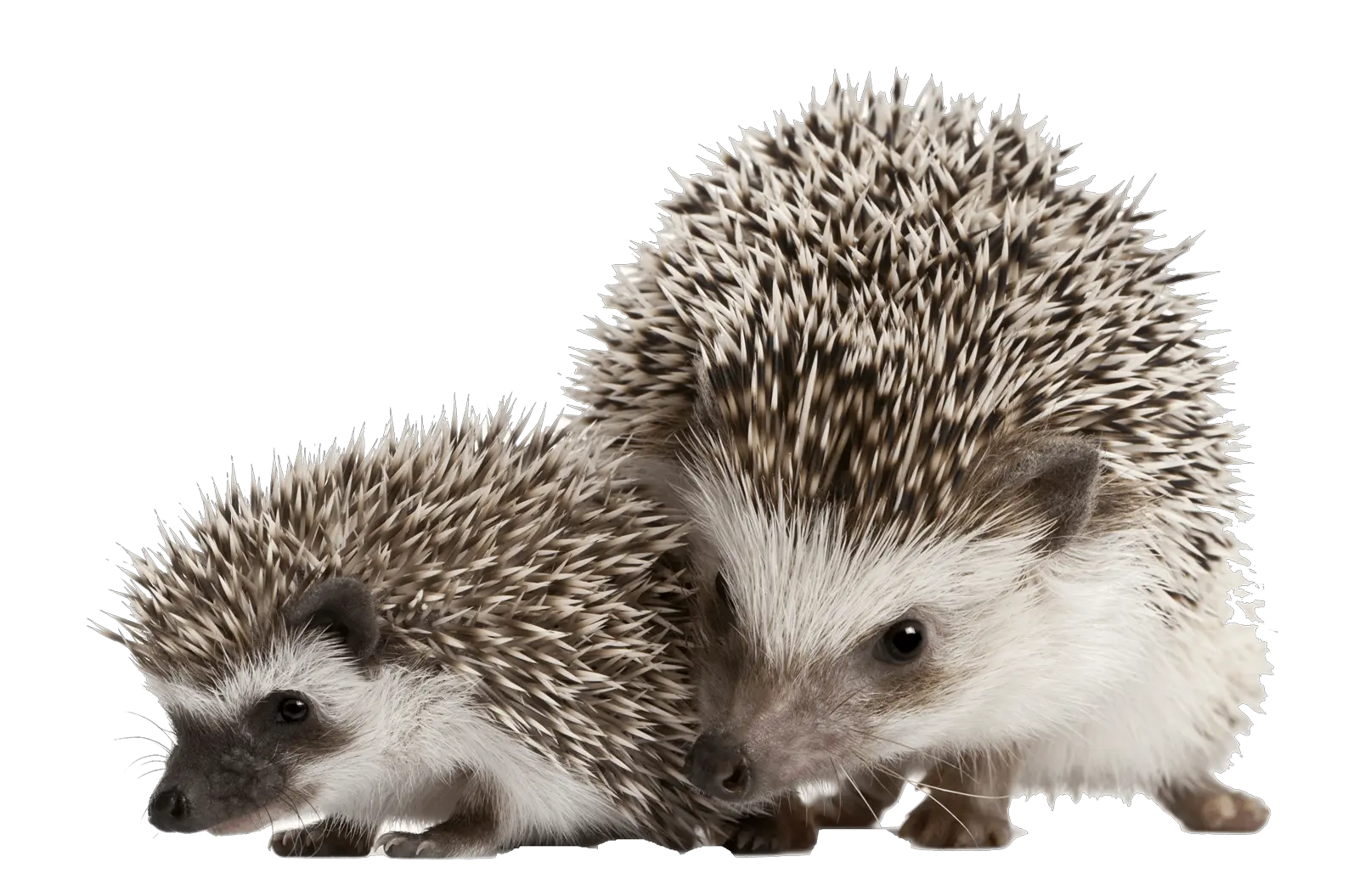  5 Things You Must Know For A Happy Hedgehog Pet Radio Magazine Hedgehog Png Hedgehog Png