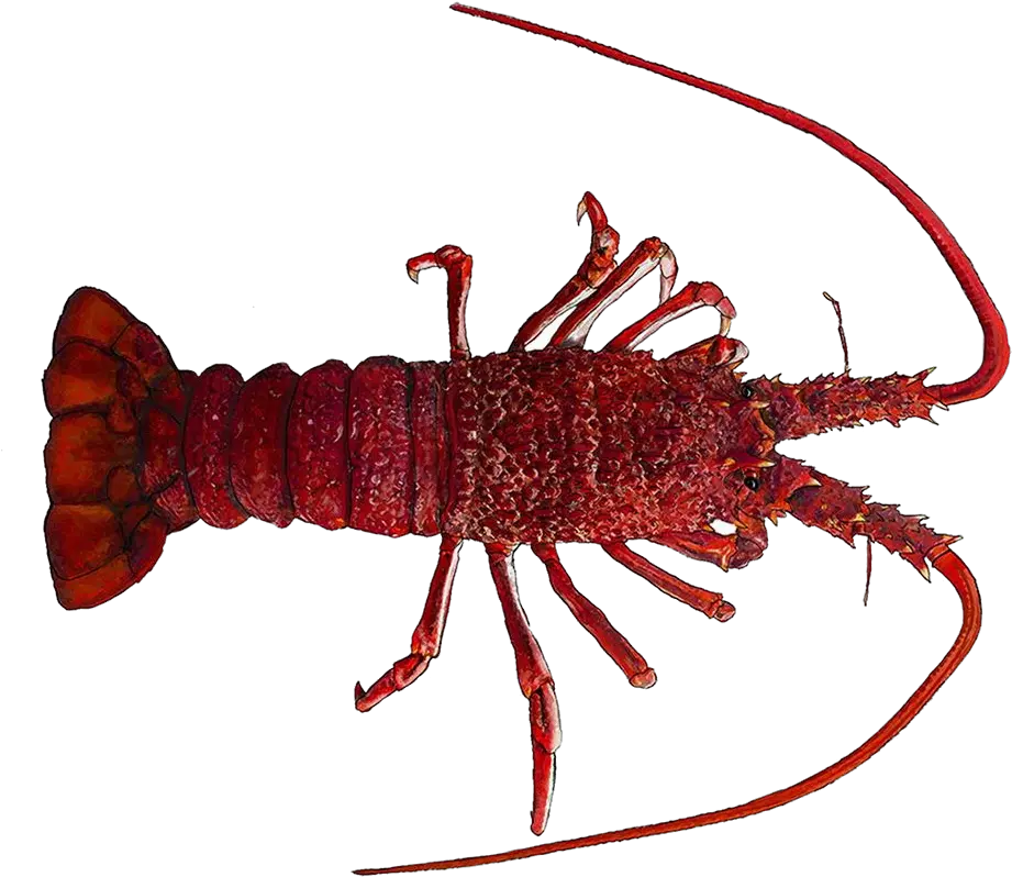  Lobster Png Rock Lobster 1234771 Vippng South Australian Rock Lobster Lobster Png