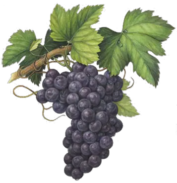  Aleanto Fine Wine Importers Our Wines Veneto Grape Watercolor Painting Png Grape Png