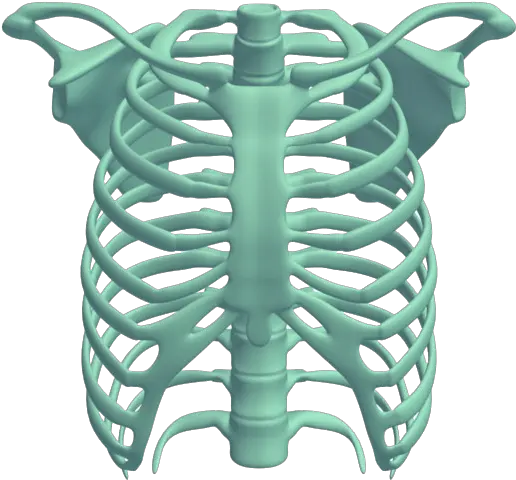  Rib Cage Png Transparent Images Skeleton Rib Cage Png Free Rib Cage Png