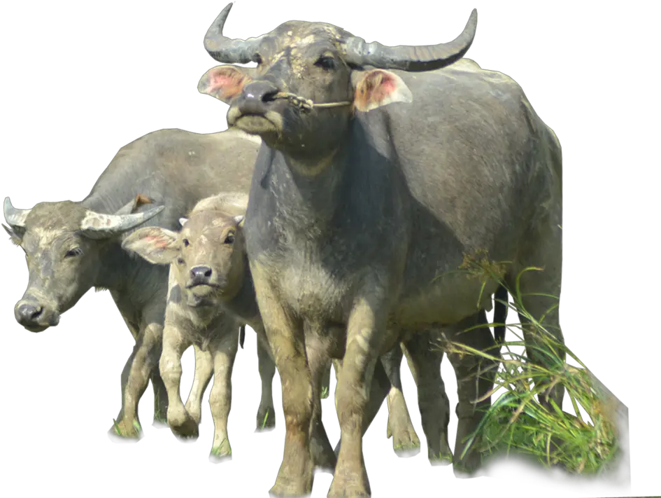  Download Buffalo Png Image Free Transparent Png Images Water Buffalo Png Stock Photo Png