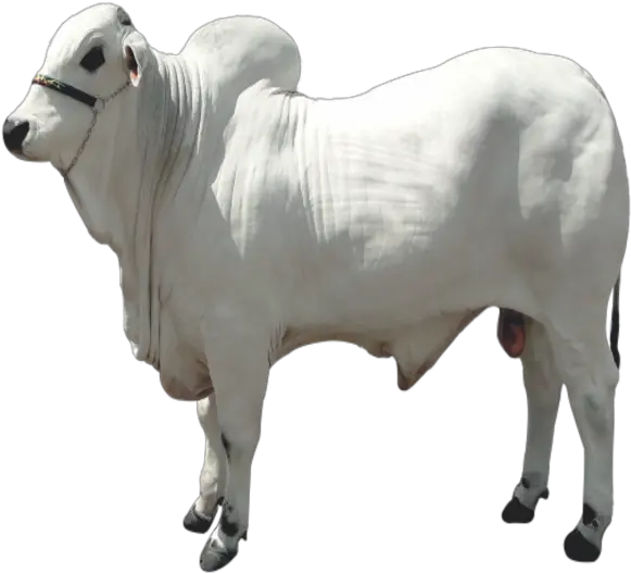  Boivit U2013 Nutrição Animal Png Boi