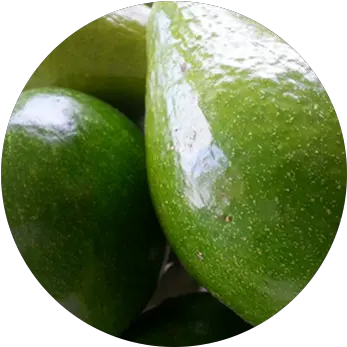  Grierfield Avocado Grierfield Farms Hass Avocado Png Avocado Png