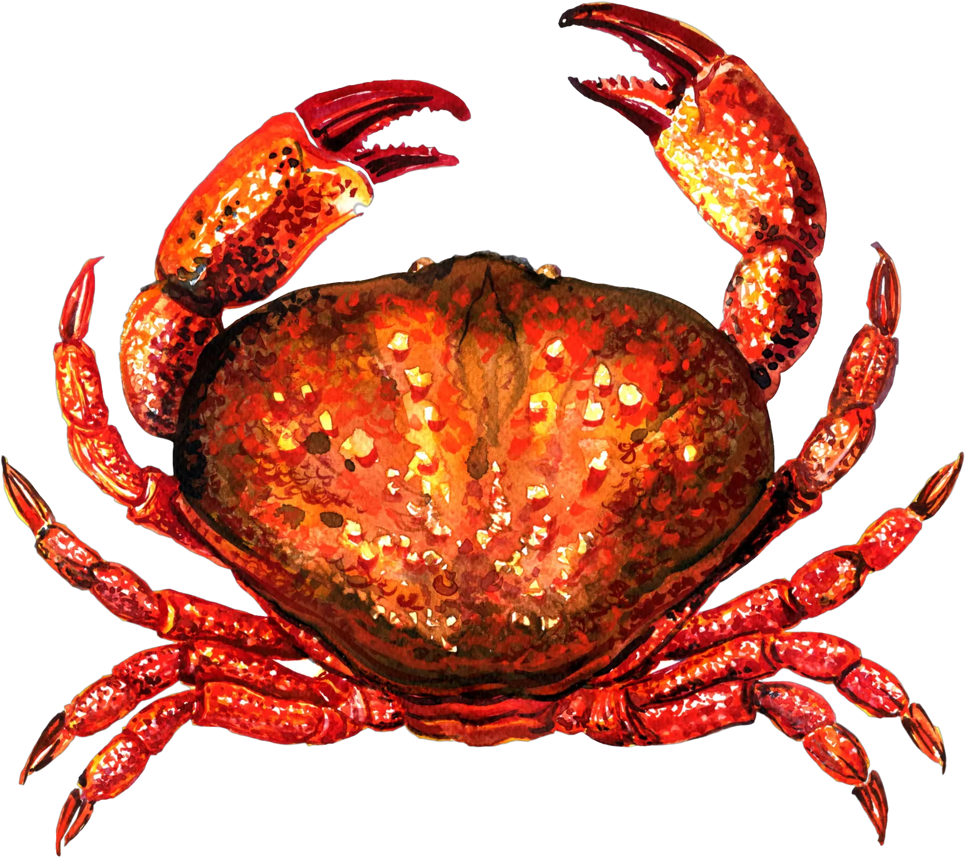  Transparent Crab File U0026 Png Clipart Free Crab Wikimedia Commons Crab Transparent Background