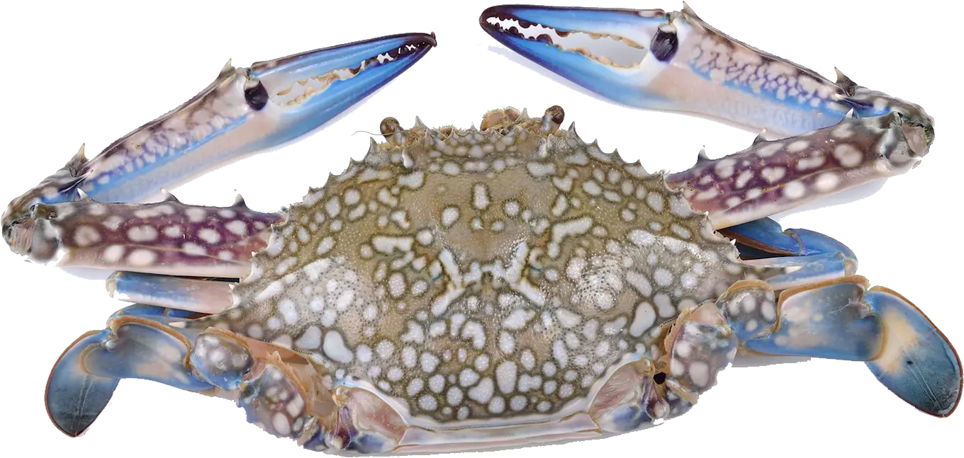  Download Hd Crabs Flower Crab Transparent Png Image Blue Crab Crab White Background Crab Transparent Background