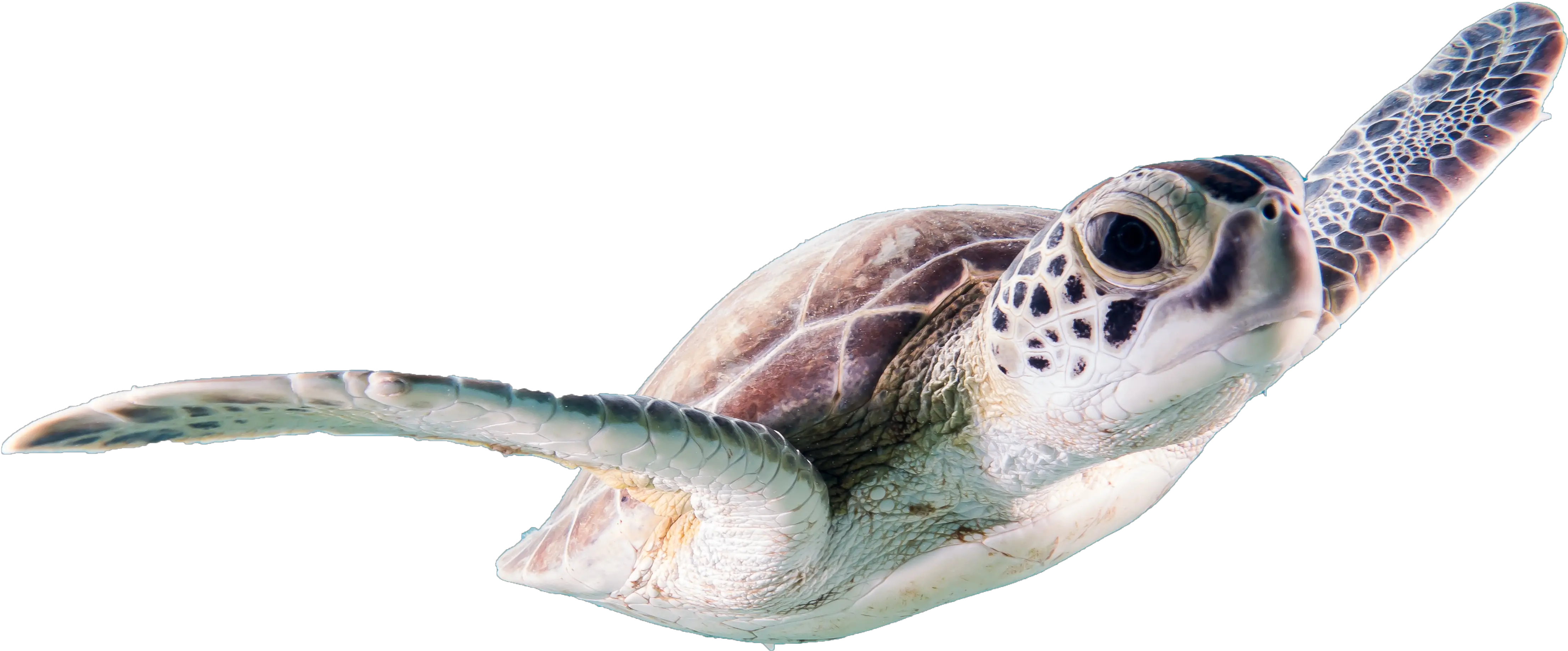  Beautiful Turtle Sea Animals Free Transparent Image Free Real Sea Animals Png Ridley Png