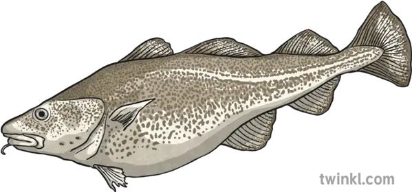  Cod Illustration Twinkl Fish Png Cod Png