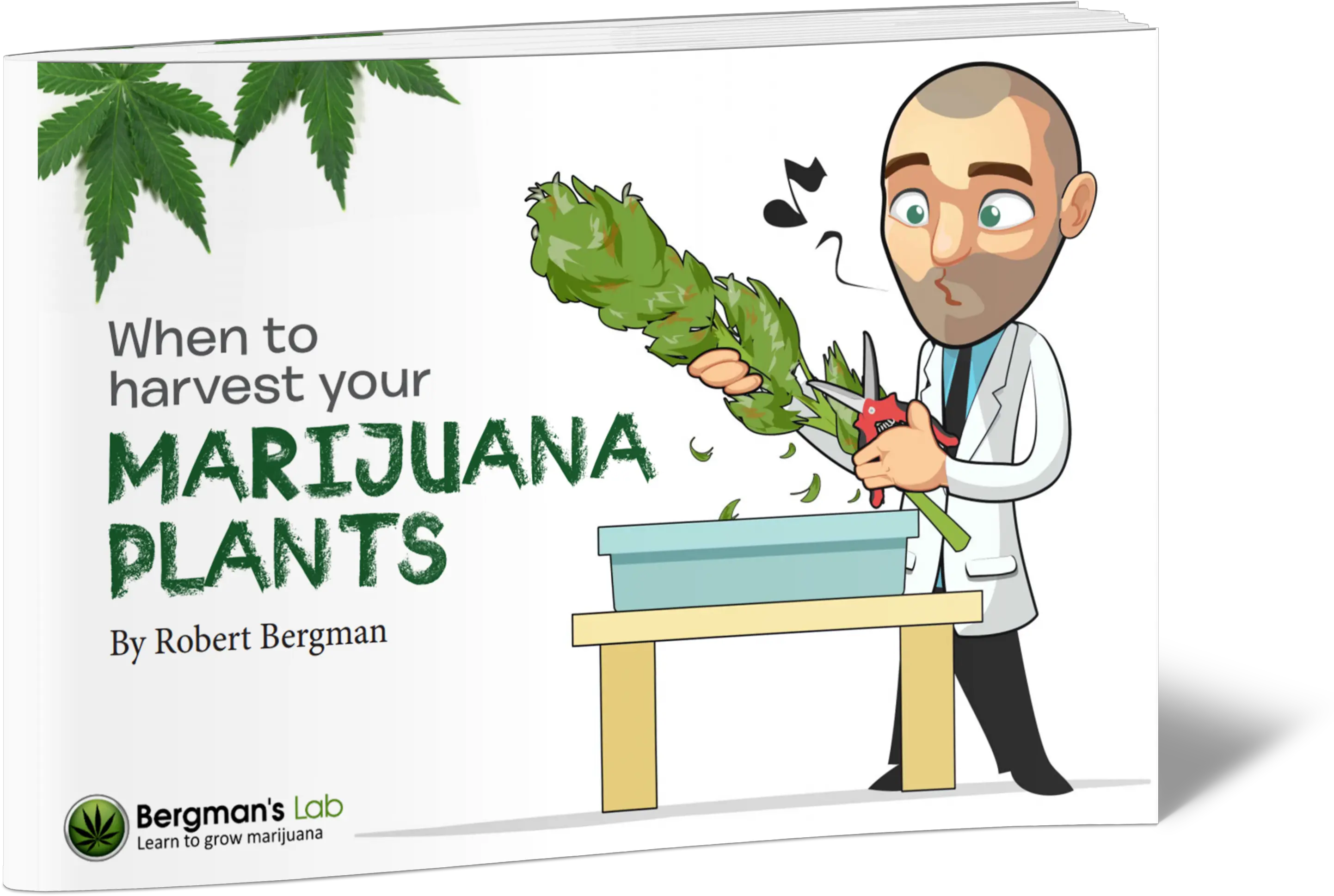  When To Harvest Your Marijuana Plants Bergmanu0027s Lab Robert Bergman Weed Png Marijuana Plant Png