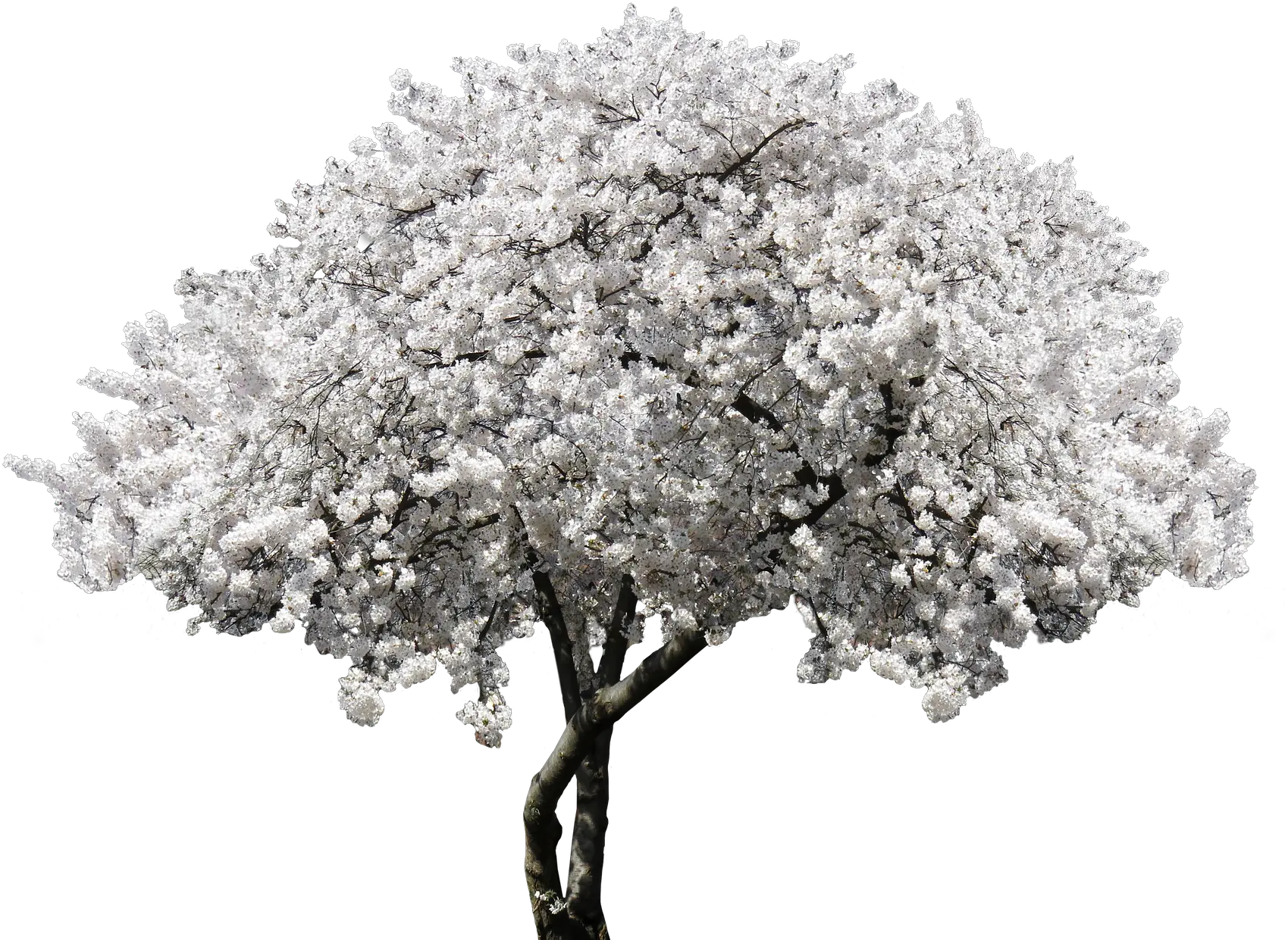  Nature Tree Blossom Bloom Cherry Blossomnature White Cherry Blossom Png Cherry Blossom Branch Png